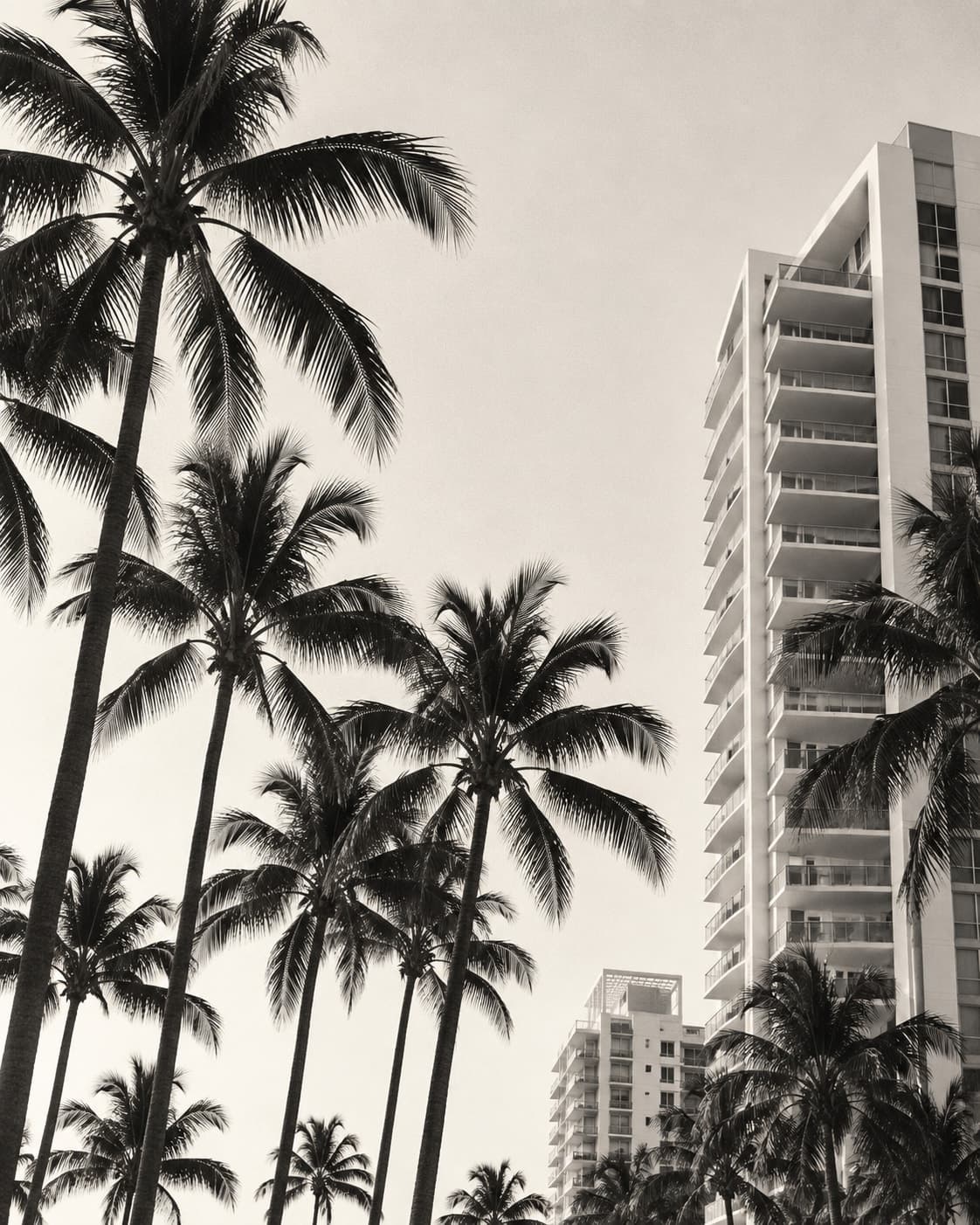 South Florida high-rise beneath palm trees